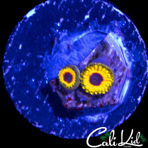 GREAT OWL ZOA DOUBLE
