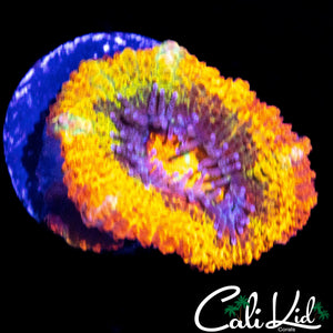 CK ABERRAMA GOLD ACAN