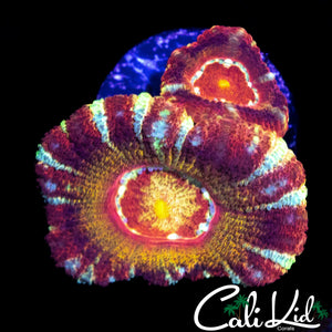 RARE RAINBOW ASIAN ACAN DOUBLE