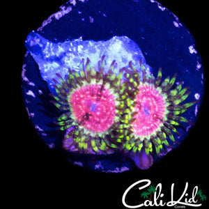 STRAWBERRY WINE ZOA DOUBLE