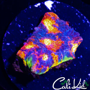 ONE OF A KIND RAINBOW CHALICE