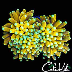 TEAL TIP BANANA TORCH DOUBLE