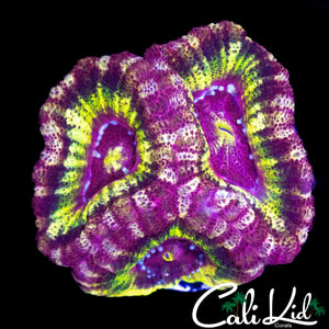 RARE RAINBOW ASIAN ACAN TRIPLE