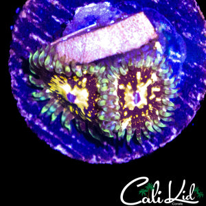 CK UNRELEASED ZOA DOUBLE