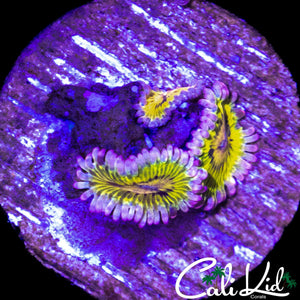 STRATOCASTER TYPE ZOA TRIPLE