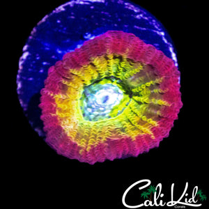 BEAUTIFUL RAINBOW FAVIA FRAG