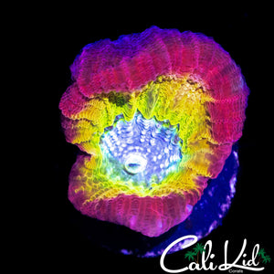 BEAUTIFUL RAINBOW FAVIA FRAG