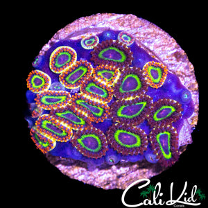 FRUIT LOOPS ZOA MINI COLONY