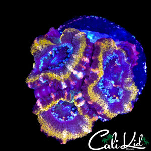 PINK STRIPE ACAN TRIPLE