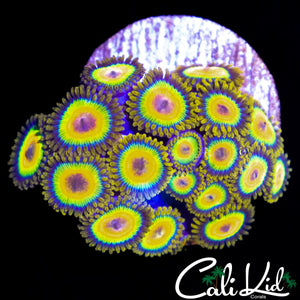 RASTA ZOA COLONY