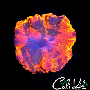INSANE CANDY CRUSH MUSHROOM