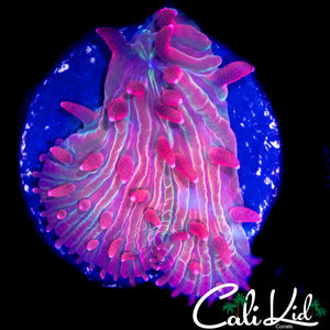 RAINBOW DIASERIS