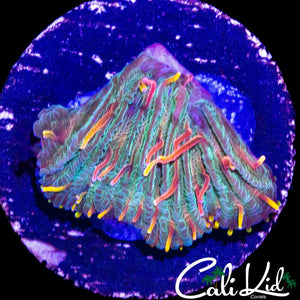 CRAZY RAINBOW DIASERIS