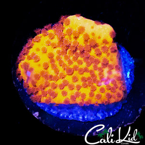 STARBURST MONTI