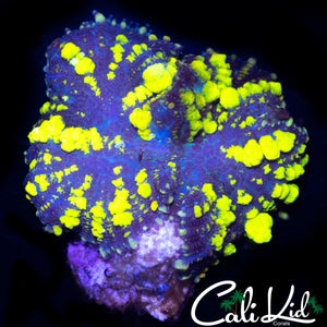 CK BLUE THUNDER BOUNCE (SPLITTING)