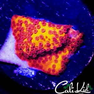STARBURST MONTI