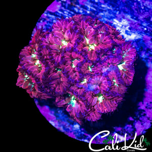 MERLETTI BLASTO COLONY
