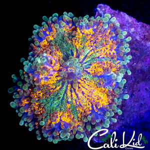 XL RAINBOW BUBBLE YUMA