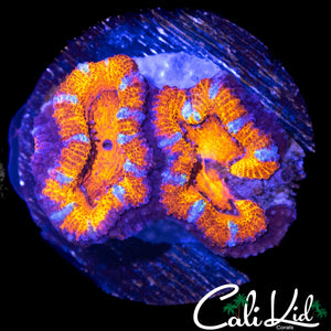 ULTRA STRIPE ACAN DOUBLE