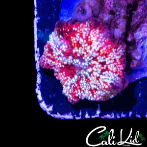 RARE WHITE SPECKLED DISCOSOMA
