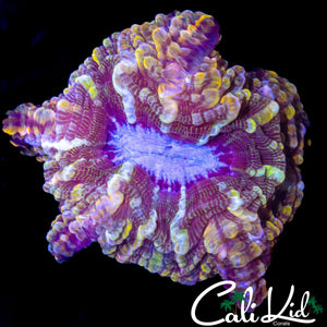 FRANKENSTEINS BRIDE RAINBOW INDOPHYLLIA