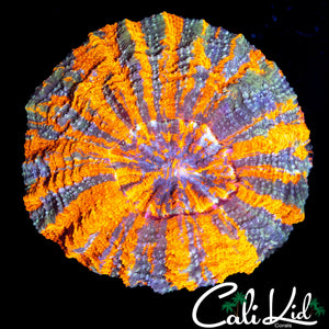 BEAUTIFUL PATTERN ACANTHO