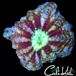 RARE PATTERN CYNARINA