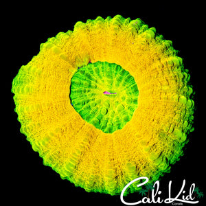 YELLOW MASTER SCOLY