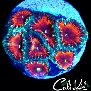 BLOOD ORANGE BLASTO COLONY