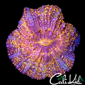 SPECKLED ACANTHOPHYLLIA