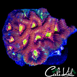 ULTRA RAINBOW FAVIA