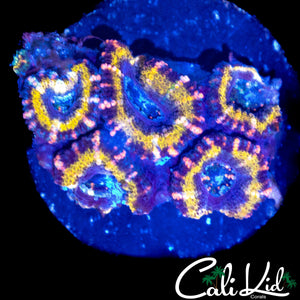 PINK STRIPE ACAN MINI COLONY