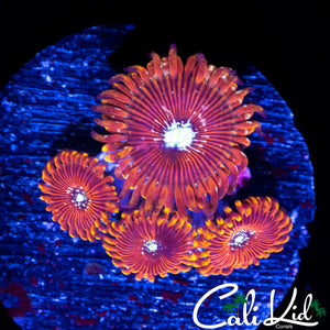 SPECKLED ACAN QUAD