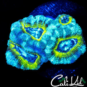 RARE ASIAN ACAN QUAD