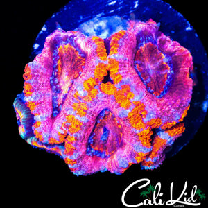 ULTRA RAINBOW ACAN MINI COLONY