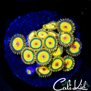 RASTA ZOA MINI COLONY