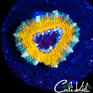 YELLOW ABYSS ACAN