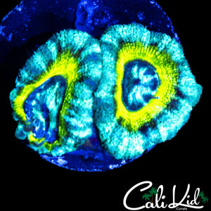 RARE ASIAN ACAN DOUBLE