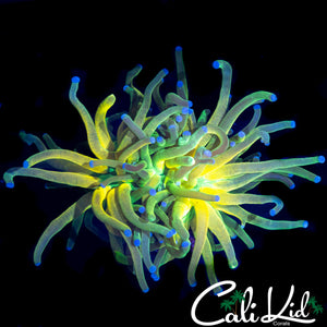 MEDUSA GRAIL TORCH (RARE!!)
