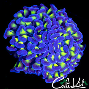 OG GREEN / PURPLE BRANCHING HAMMER