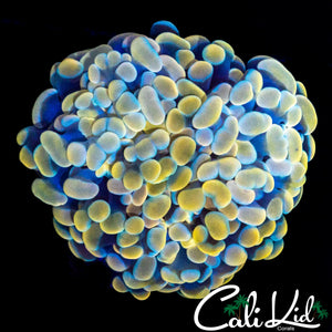 PASTEL BI COLOR BRANCHING HAMMER