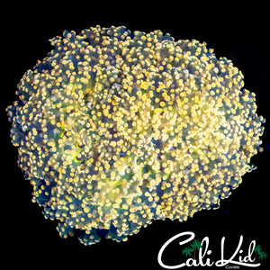 GOLDEN KINGSPAWN COLONY