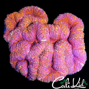 SPECKLED RAINBOW SYMPHYLLIA