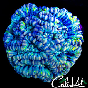 ULTRA RAINBOW WILSONI COLONY