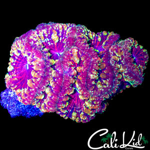 BEAUTIFUL RAINBOW BLASTO COLONY