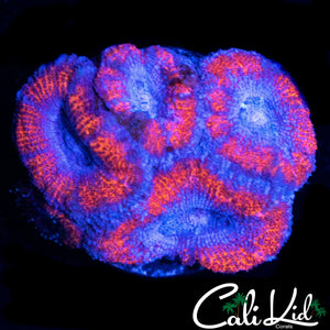 SUPERMAN ACAN QUAD