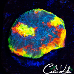 STUNNING CK UNRELEASED CHALICE