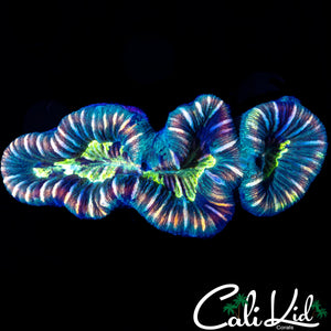 ULTRA RAINBOW STRIPE TRACHY