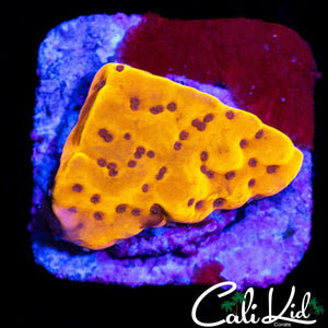 CK BUBONIC MONTI
