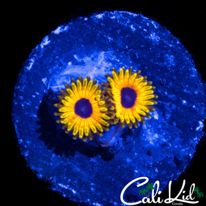 GREAT OWL ZOA DOUBLE